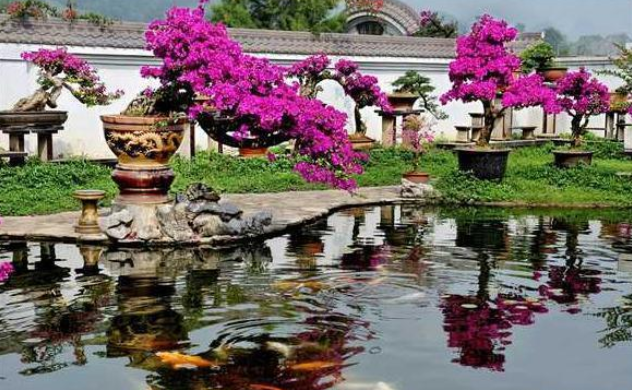 三角梅養(yǎng)護(hù)知識